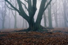 Beech, Hampstead Heath (London) 2007