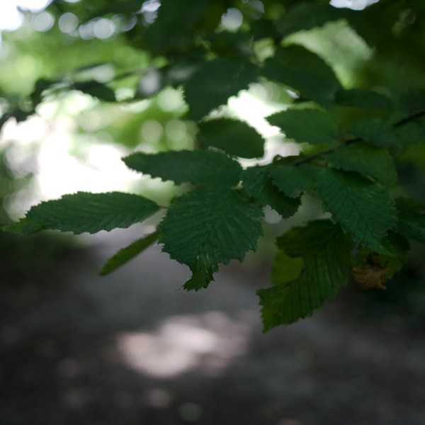 20130805-_1040383_hornbeam_small