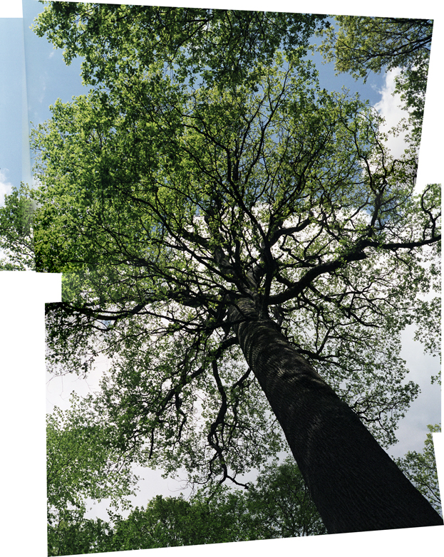 Chêne de l'Ecole, 350 year-old maiden oak