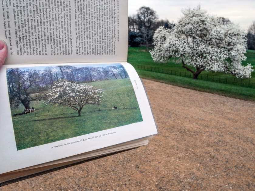 kenwood and fitter magnolias_blogpost (1 of 1)