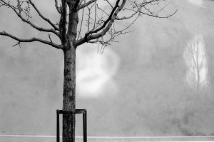 Coles_tree_9801-7A-Edit