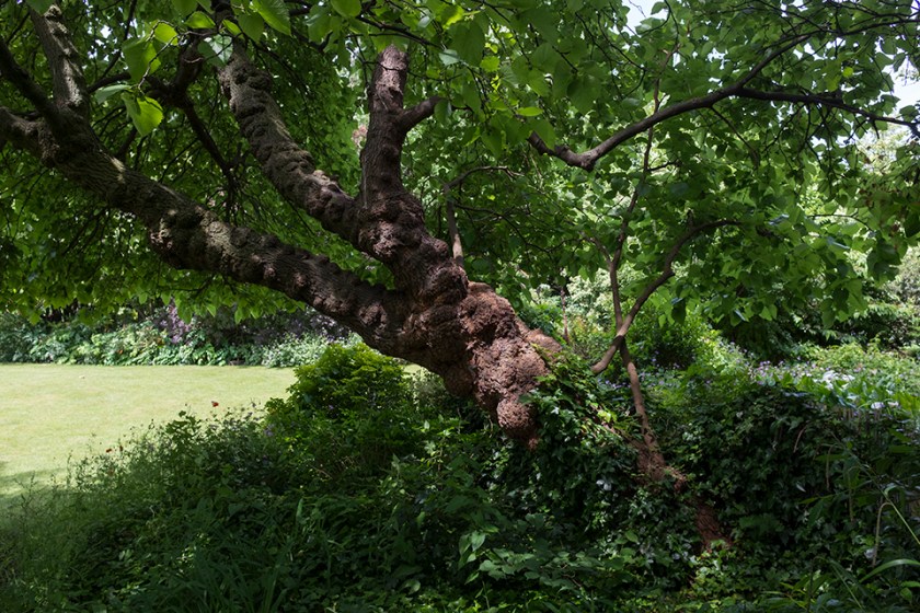 14-Cadogan-Mnigra-20160619-DSF6176