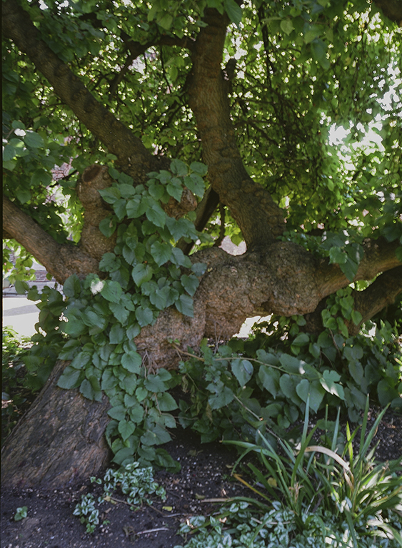 18_Charterhouse_Coles_80200010