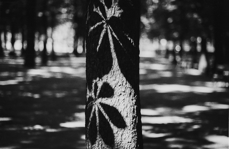 coles_9703-18_luxembourg-tree-spot4-60cm-8bit_small